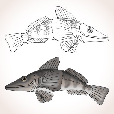 Gerçekçi Antartika Icefish