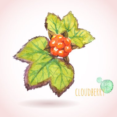 Cloudberry yeşil yaprakları ile