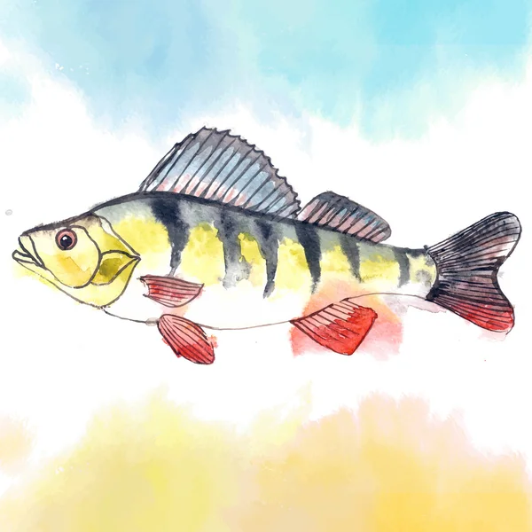 Akvarel sladkovodní okoun — Stockový vektor
