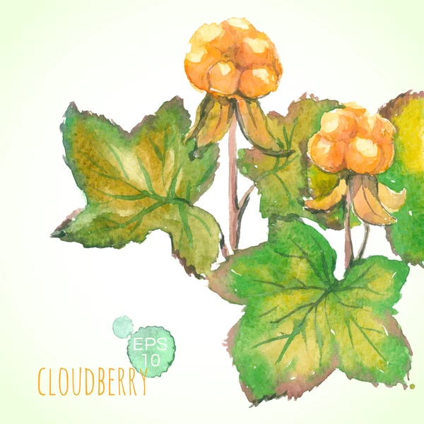 Watercolor painting - cloudberry — Stock Vector