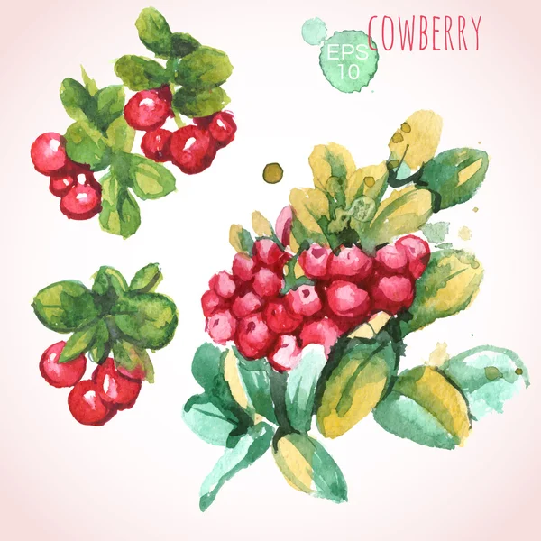 Watercolor cowberries with leaves — Stock Vector