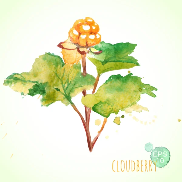 Watercolor painting - cloudberry — Stock Vector