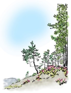 Yeşil çam, Nordic manzara