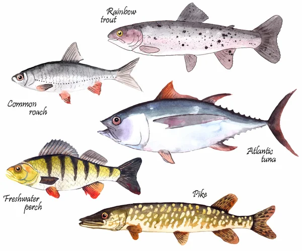 En uppsättning akvarell fiskar — Stock vektor
