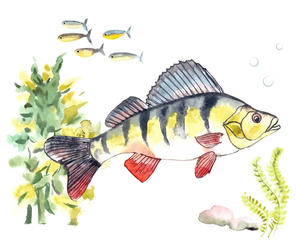 Ilustração aquarela de um peixe — Vetor de Stock