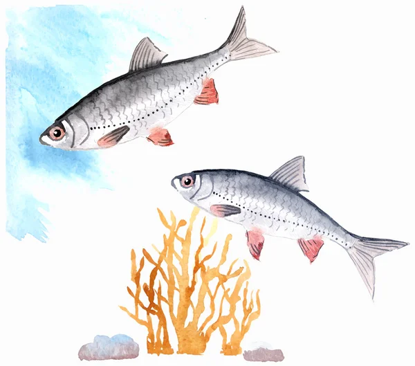 Aquarela peixes de água doce — Vetor de Stock