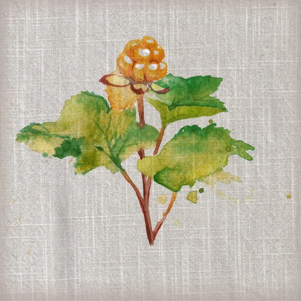 Pintura aquarela sobre tela - cloudberry — Vetor de Stock