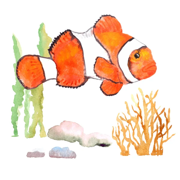 Clownfish, pływanie w pobliżu glonów — Wektor stockowy