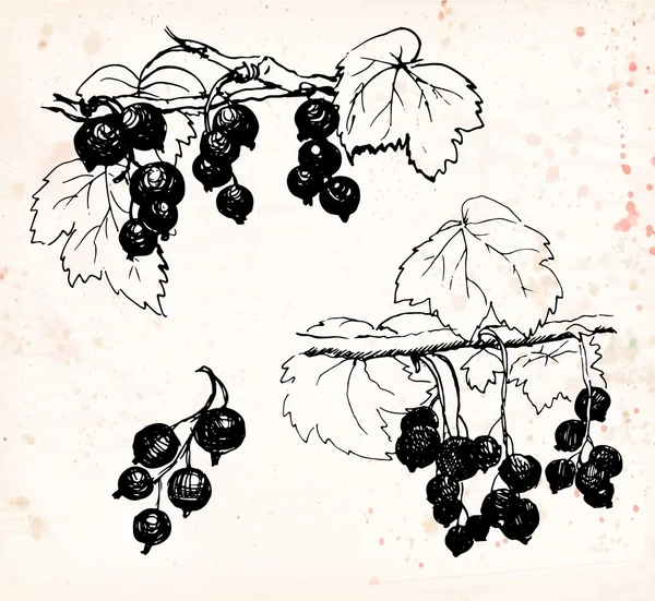 Bacche di ribes — Vettoriale Stock