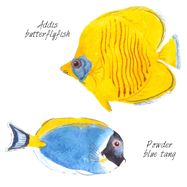 Watercolor painting of tropic fishes Stock Vector