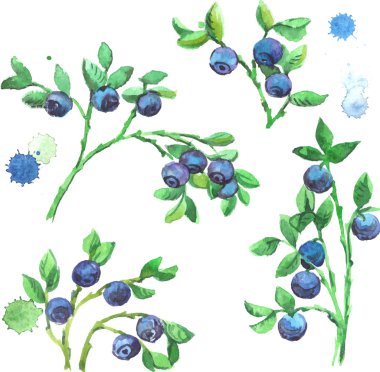 Suluboya bilberries dalları ile set