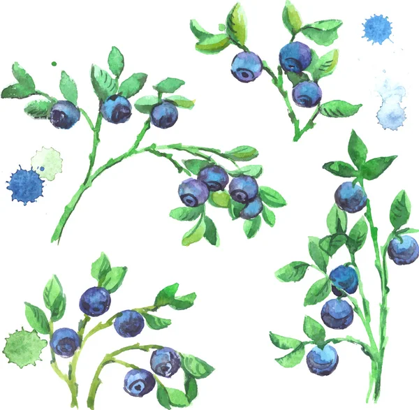 Watercolor set of bilberries with branches — Stock Vector