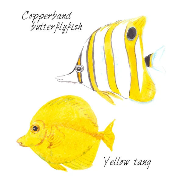 Copperband butterflyfish ve sarı tang — Stok Vektör