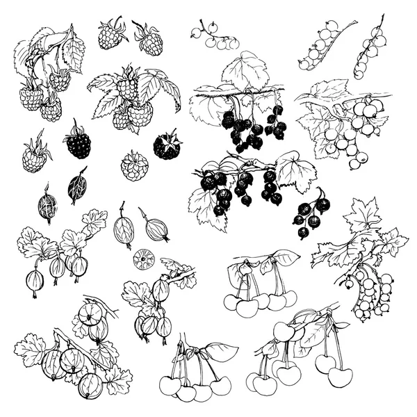 Verschillende tuin bessen — Stockvector