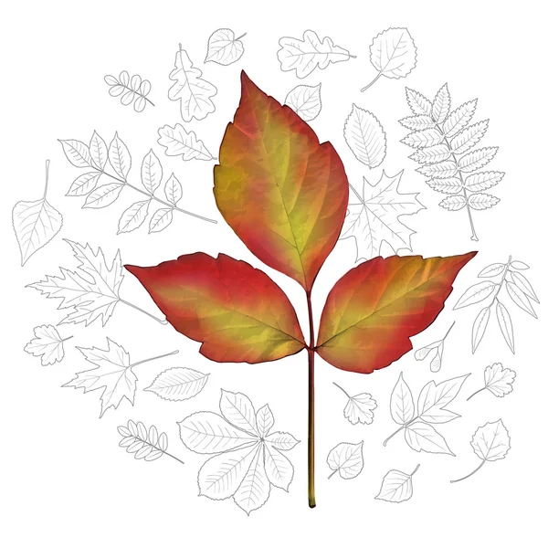 Box alder leaf — Stock Vector