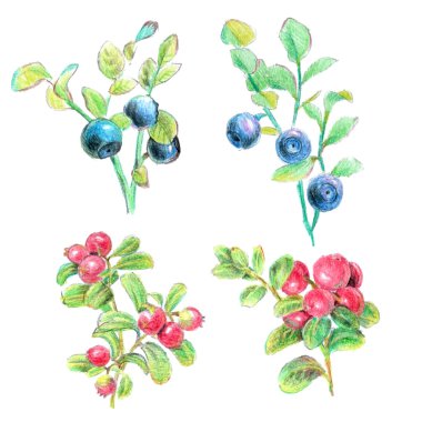 Orman meyveleri yaprakları ile