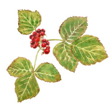 Vahşi orman taş Bramble çilek