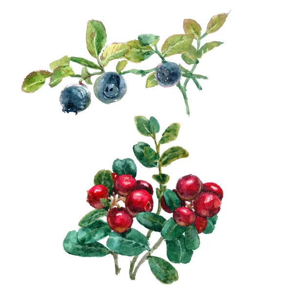 Erdei gyümölcsökkel, levelekkel — Stock Vector