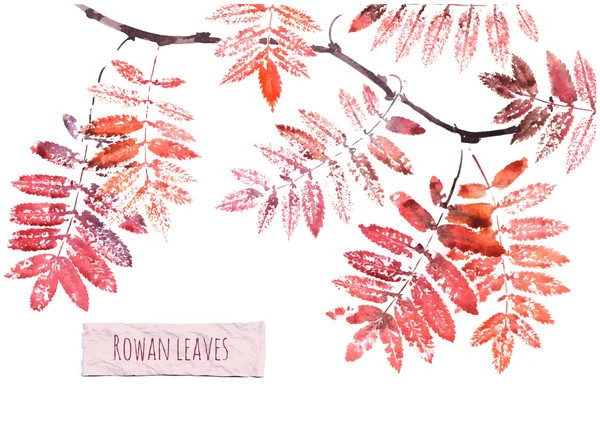 Autumn branch of rowan tree — Stock Vector