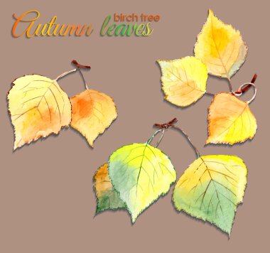 suluboya sonbahar huş ağacı yaprakları