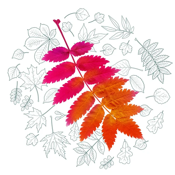 Autumnal leaf of Rowan — Stock Vector