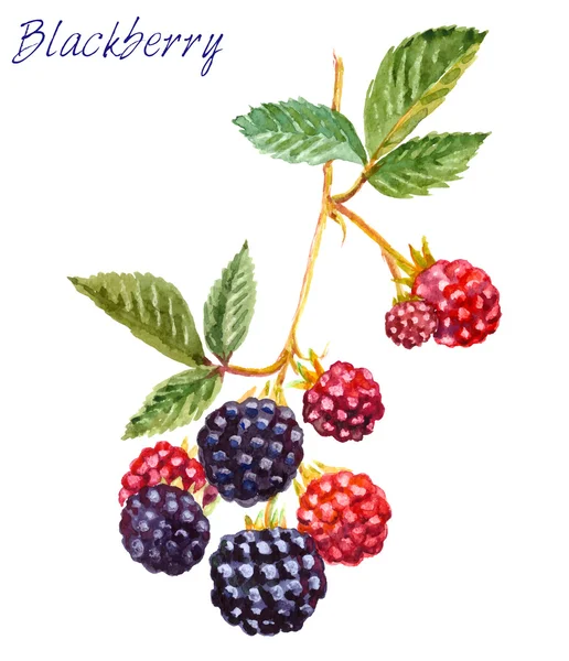 Branch of blackberries - watercolor painting. — Stock Vector