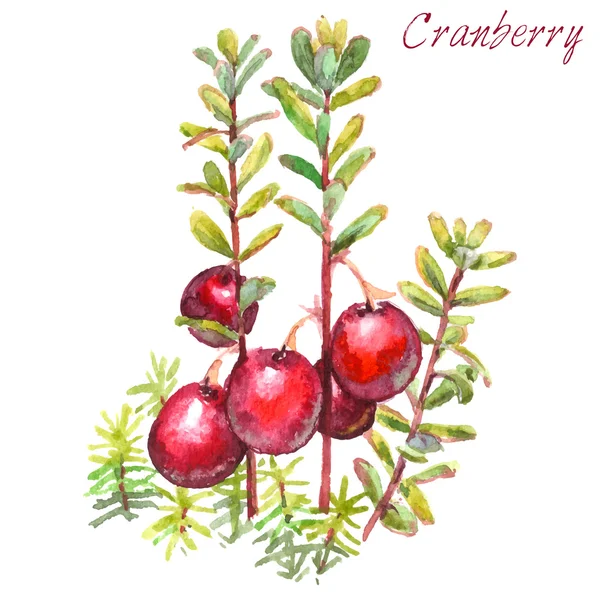 小红莓-水彩画 — 图库矢量图片