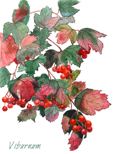 Luminoso ramo autunnale del viburno rosso — Vettoriale Stock