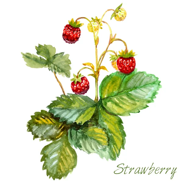 Aquarelle fraises de forêt sauvage — Image vectorielle