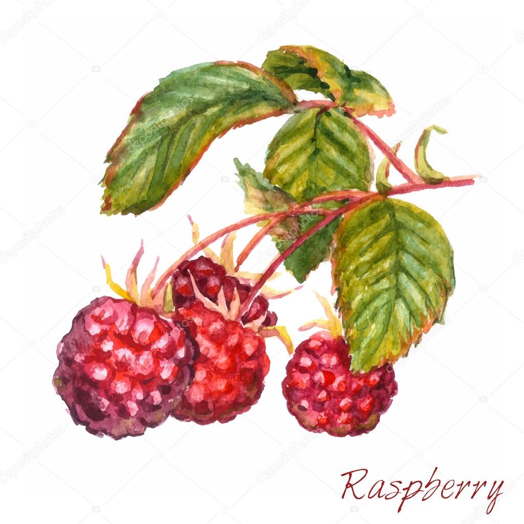 branch of raspberries - watercolor painting