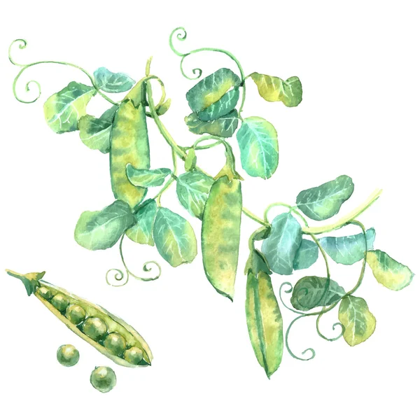 Green peas pods and leaves — Stock Vector