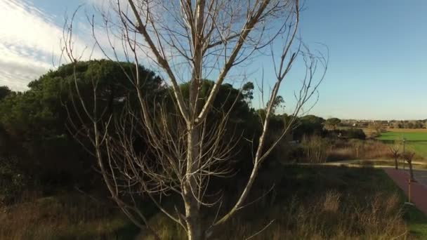 Bladverliezende boom zonder bladeren in de Winter antenne weergave — Stockvideo