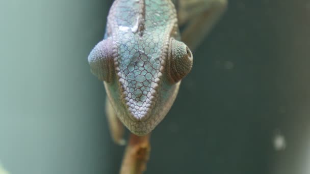 Reptil camaleón camuflaje en una rama — Vídeo de stock