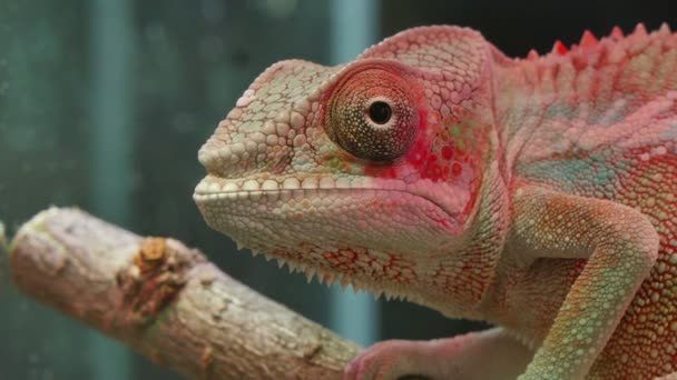 Reptil camaleón moviendo los ojos — Vídeo de stock