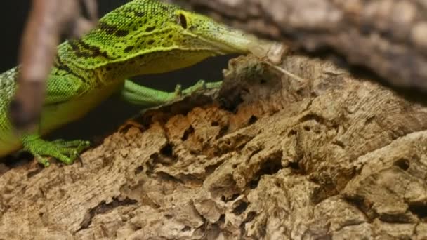 Varanus Prasinus Caza de reptiles — Vídeo de stock