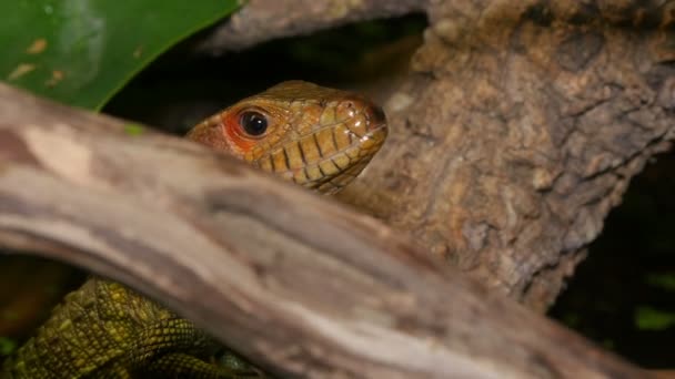 Cara de Reptil y Lengua Negra — Vídeo de stock