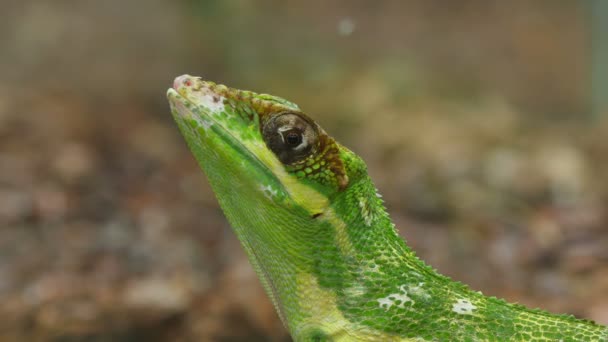 Anolis jaszczurka gad twarz zbliżenie — Wideo stockowe