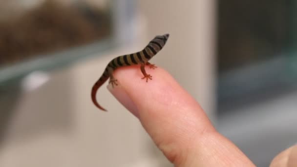 Sphaerodactylus Elegans Gecko réptil Closeup — Vídeo de Stock