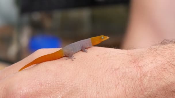 Sphaerodactylus Torrei Gecko Έρπων κοντινό πλάνο — Αρχείο Βίντεο