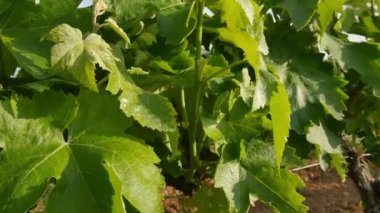 Bağ alanları Bahar, Closeup bırakır