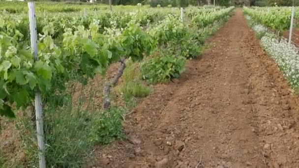 Wandelen langs de wijngaard rijstroken op voorjaar — Stockvideo