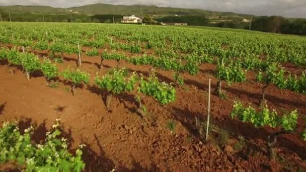 Wijngaard velden bij Spring luchtfoto — Stockvideo