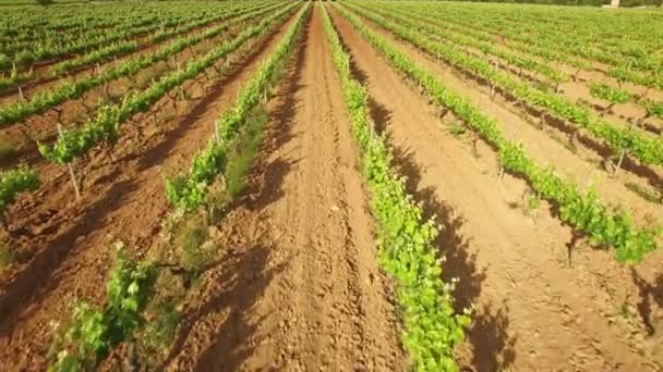 Wijngaard rijstroken in voorjaar antenne Drone weergave — Stockvideo
