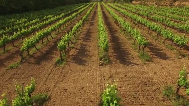 Vliegen Over de wijngaard in het voorjaar — Stockvideo