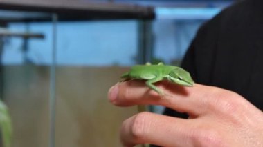 Takydromus Dorsalis kertenkele sürüngen portre
