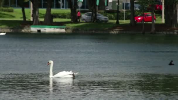 Лебеді в парк eola озера — стокове відео