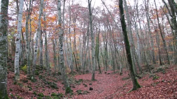 Bosque de haya con hojas caídas en otoño — Vídeo de stock