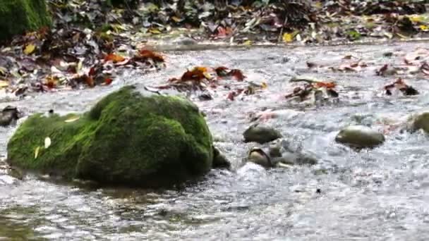 Mighty Creek in Autumn Panoramic View — Stock Video