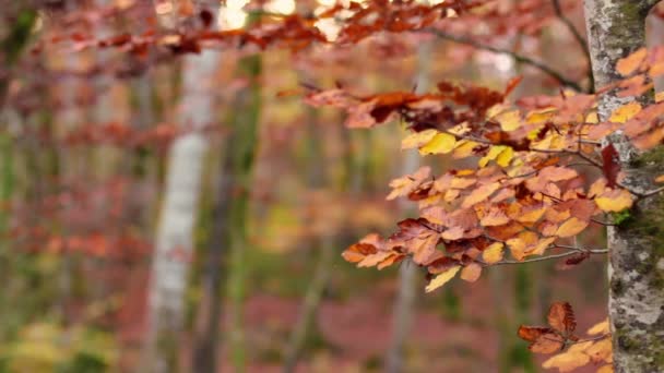 Floresta de faia com folhas caindo em queda — Vídeo de Stock