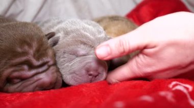 Yeni doğan Shar Pei köpek yavrusu dinlenme